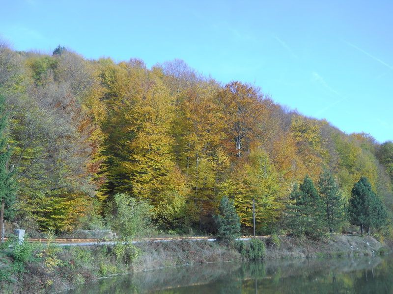 Radaljsko&#x20;jezero&#x20;sa&#x20;&#x0161;umom