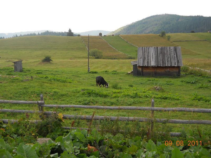 Krava&#x20;u&#x20;Band&#x017E;ovu