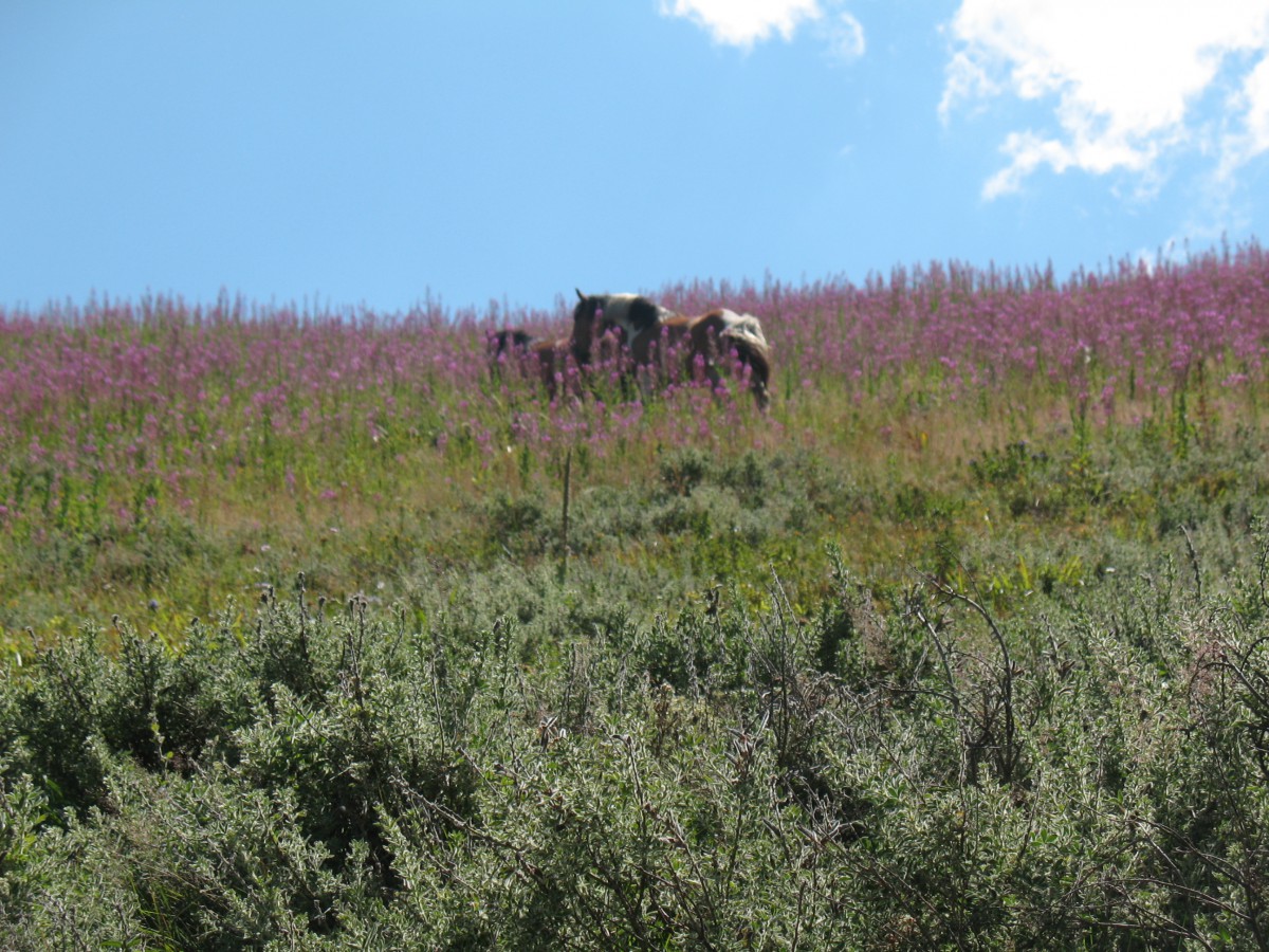 Vranje-Streser&#x20;&#x28;Pera&#x29;&#x20;&#x28;84&#x29;